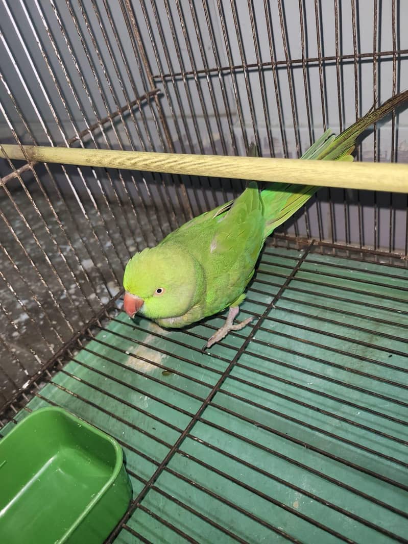 Green Ringneck 2