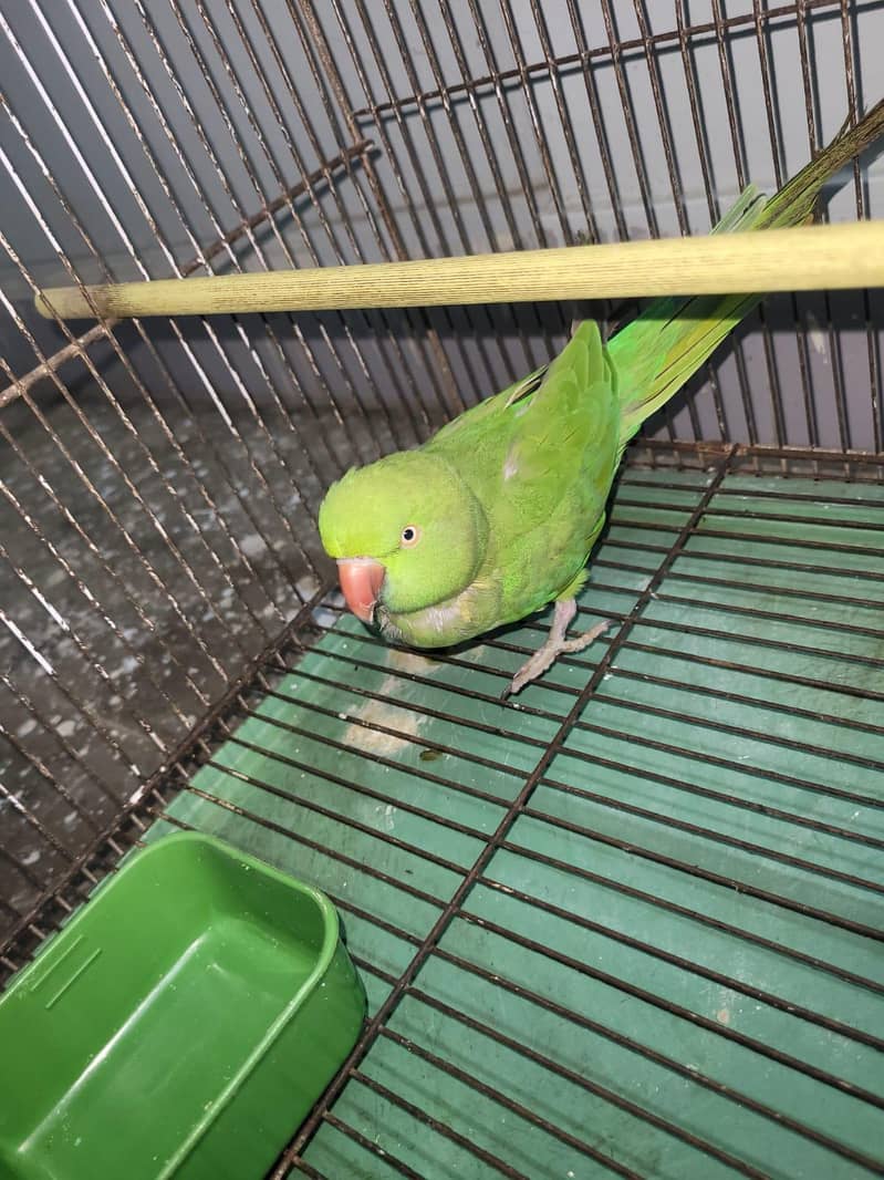 Green Ringneck 3