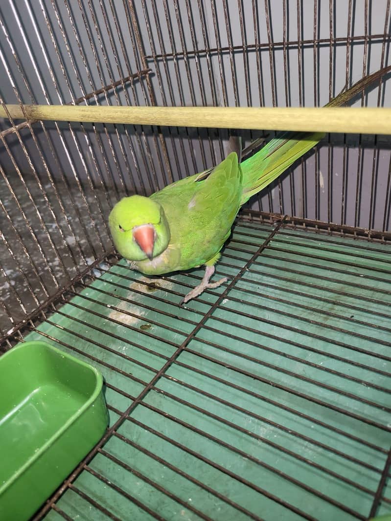 Green Ringneck 4