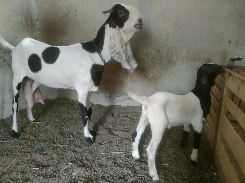 Teddy (Salalah Female) & Ablak Female — photo 4