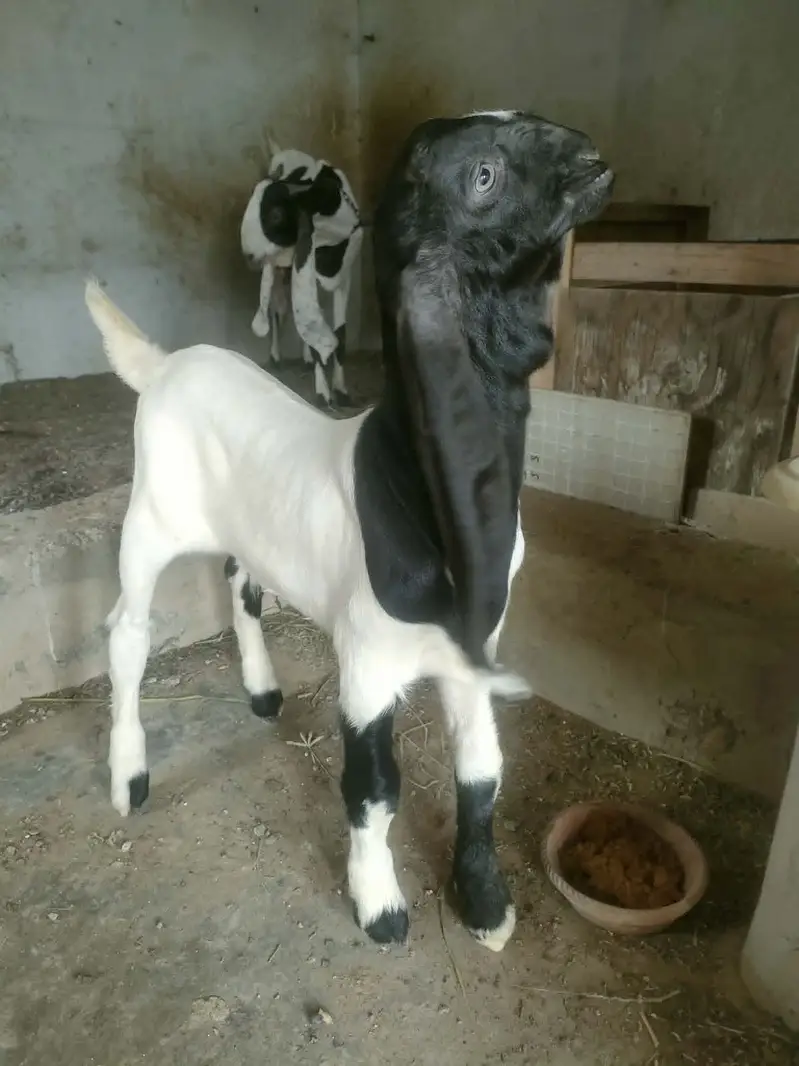 Teddy (Salalah Female) & Ablak Female — photo 5