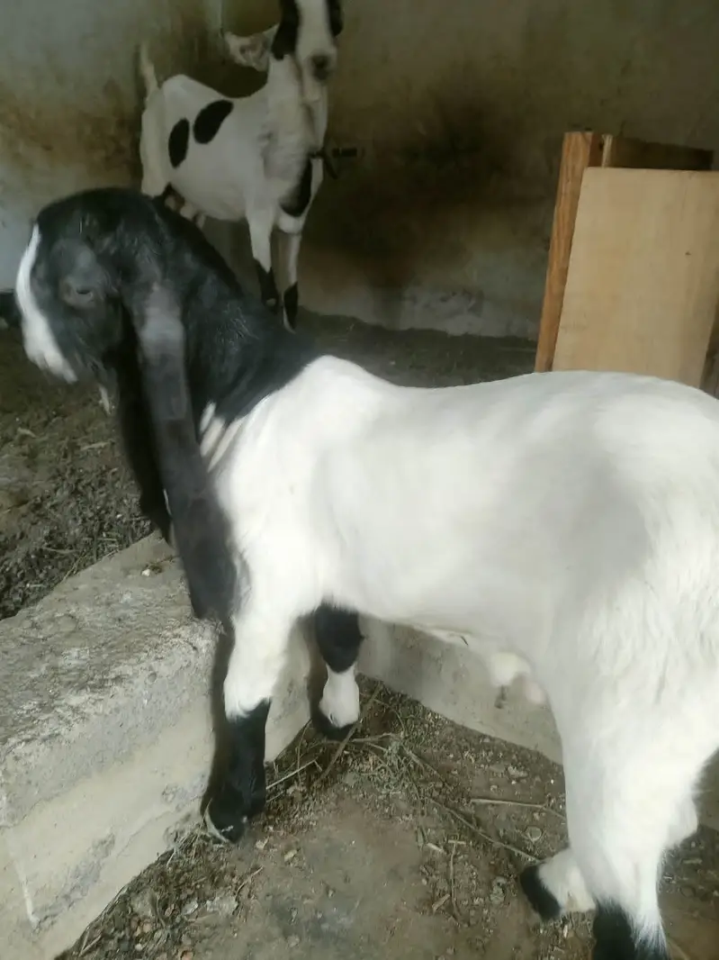 Teddy (Salalah Female) & Ablak Female — photo 6