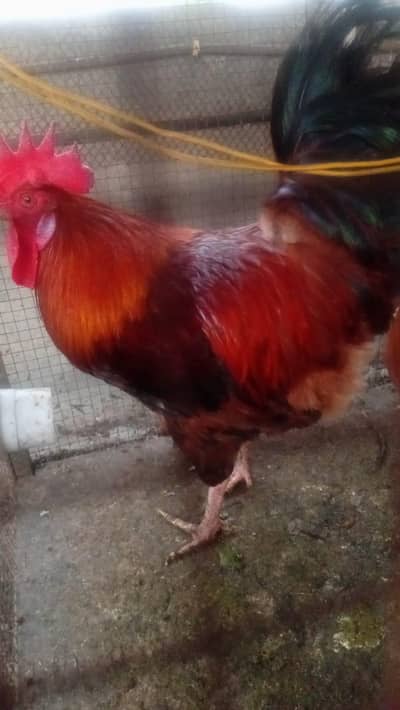 3 Golden misri murgay for sale