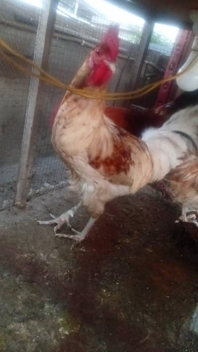 3 Golden misri murgay for sale