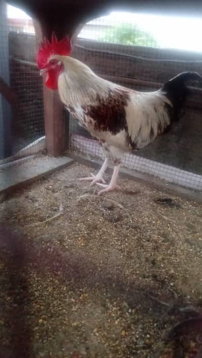 3 Golden misri murgay for sale