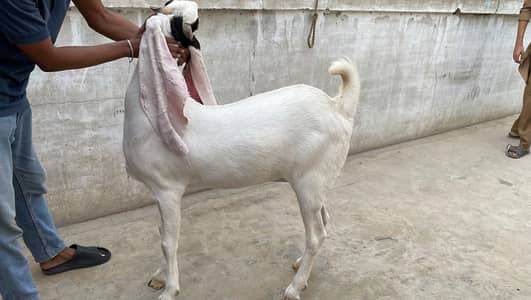 Gulabi bakri abluk