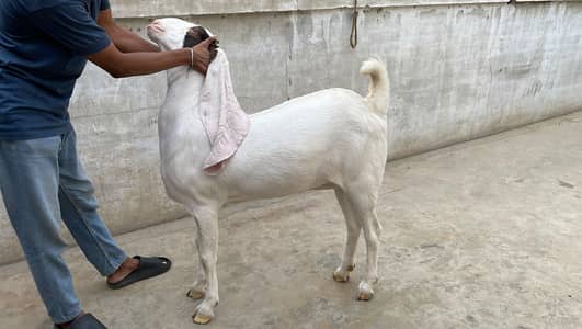 Gulabi bakri abluk Whatsapp 03187674326