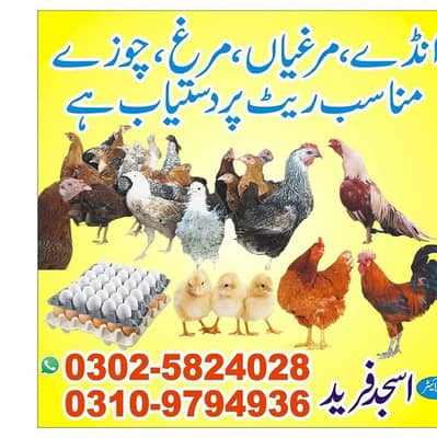 اسلام علیکم انڈے دینے والی دیسی مرغیاں دستیاب ہے جہلم میں ویکسین شدہ
