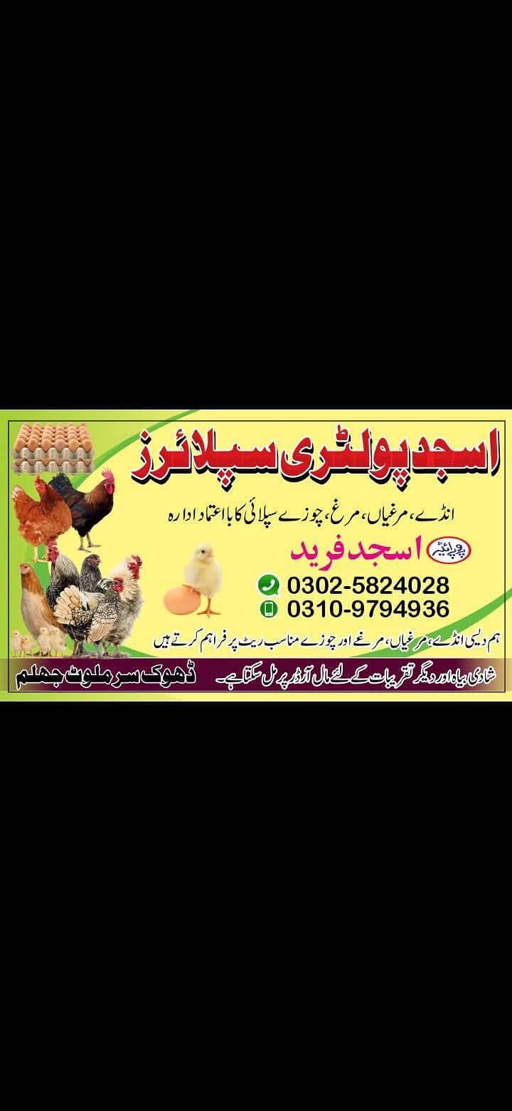 اسلام علیکم انڈے دینے والی دیسی مرغیاں دستیاب ہے جہلم میں ویکسین شدہ 1