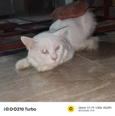 percian male cat