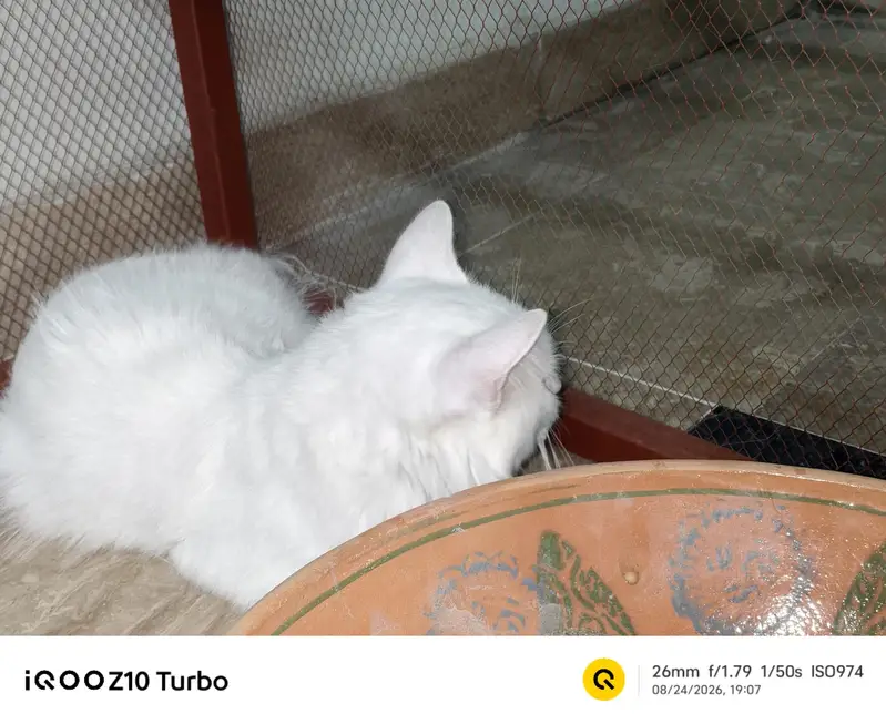 percian male cat — photo 2