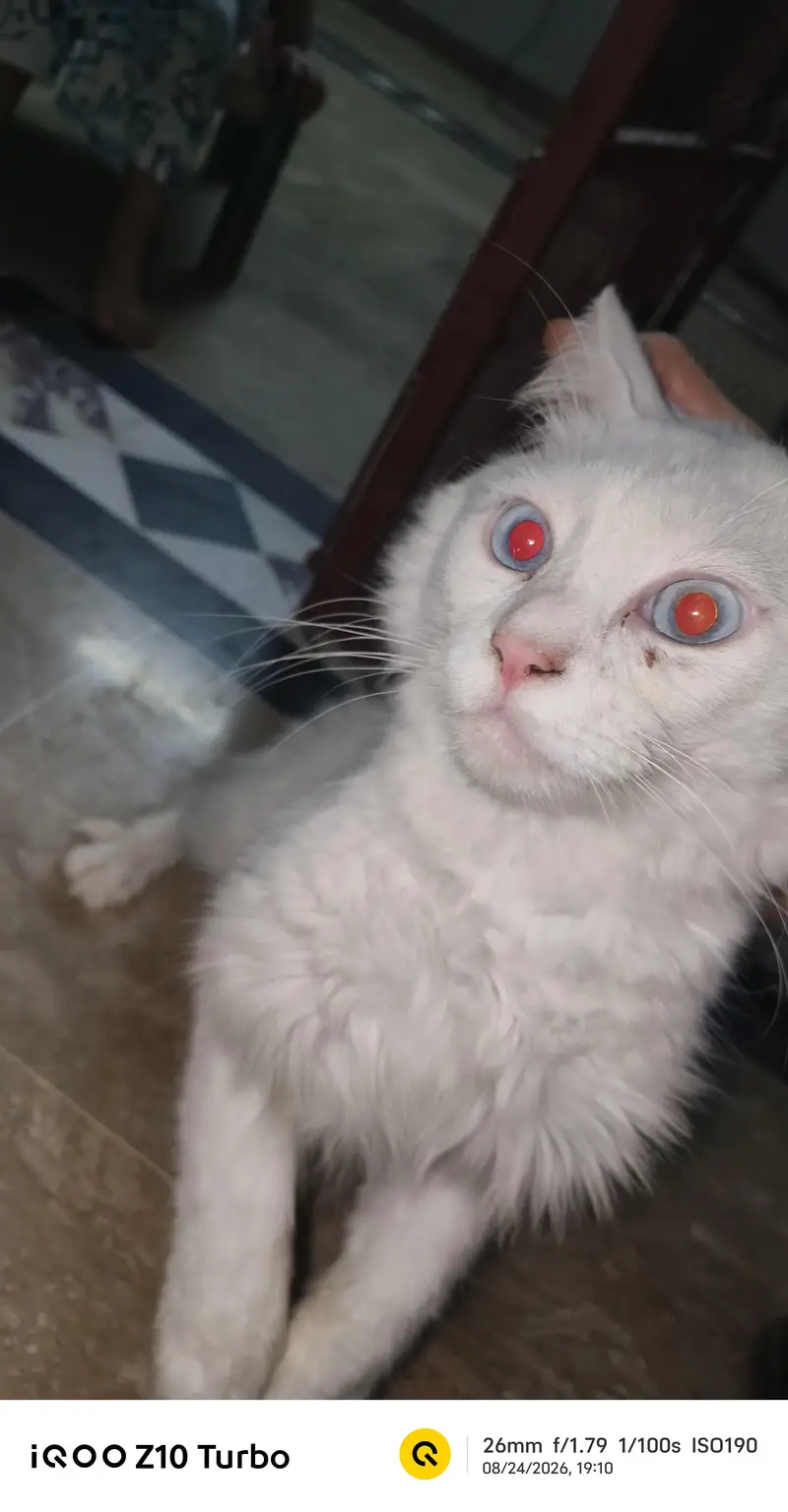 percian male cat — photo 4
