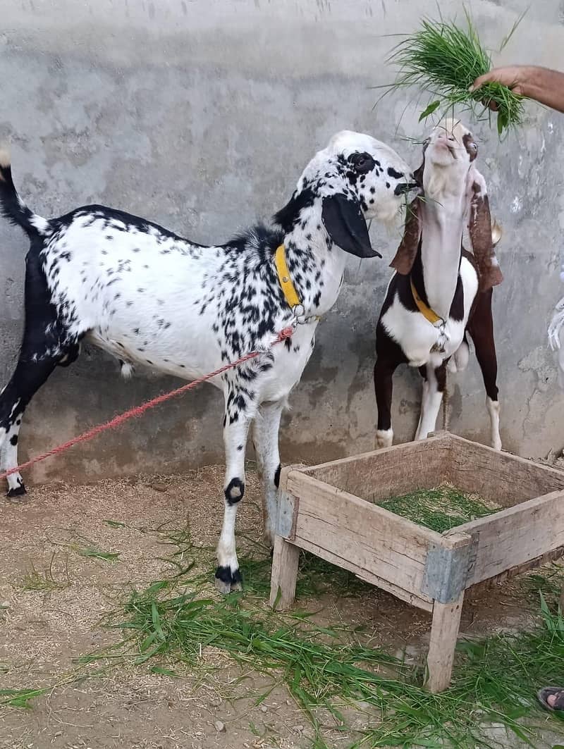 Desi Cheena Breader 2