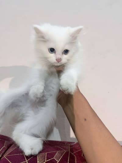 Beautiful White Persian Cat