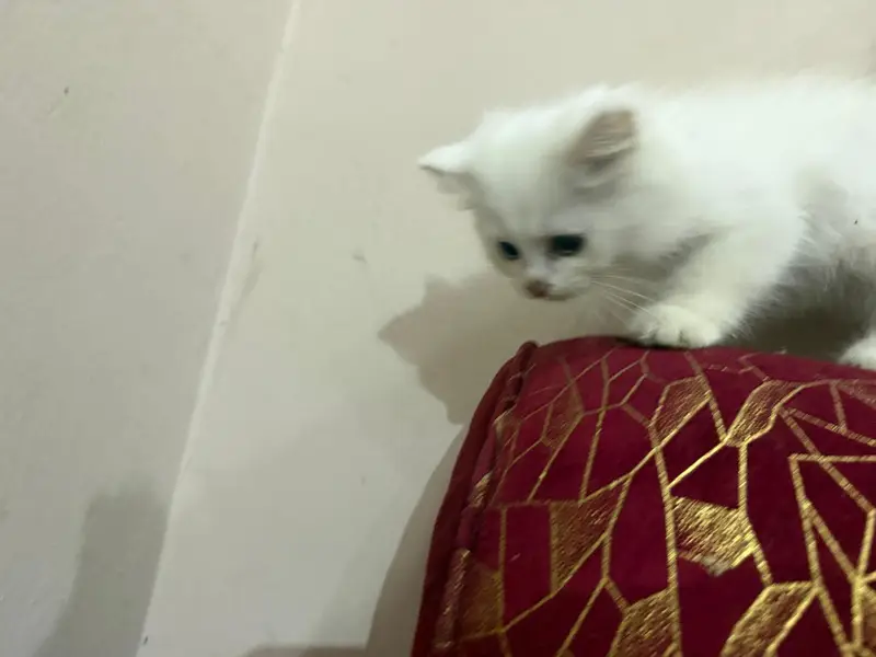 Beautiful White Persian Cat — photo 2