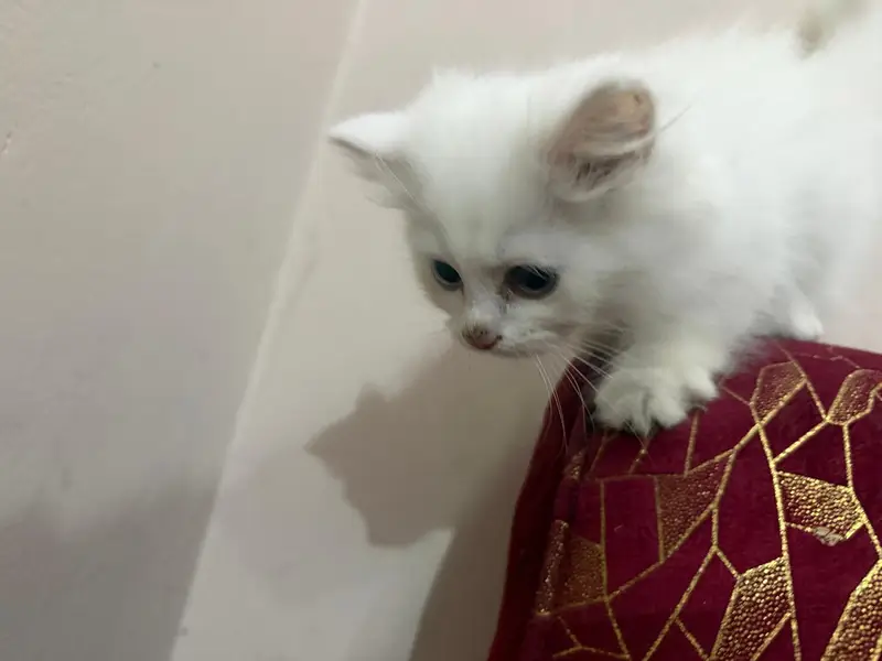 Beautiful White Persian Cat — photo 3