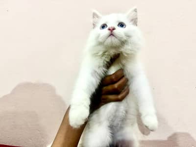 white Persian kitten