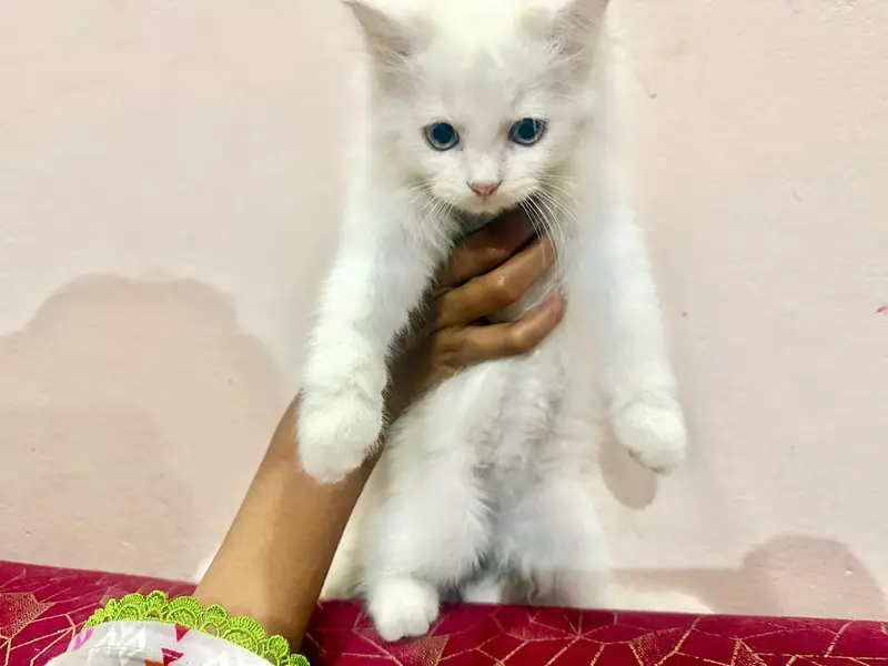 white Persian kitten — photo 2
