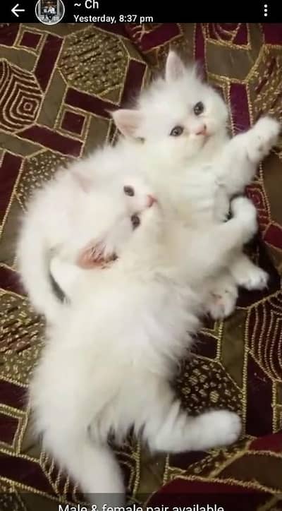 Persian kitten available for for sale