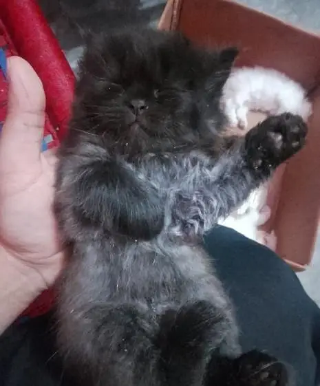 Persian kitten available for for sale — photo 2
