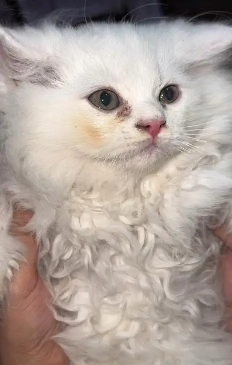 Persian kitten available for for sale — photo 3