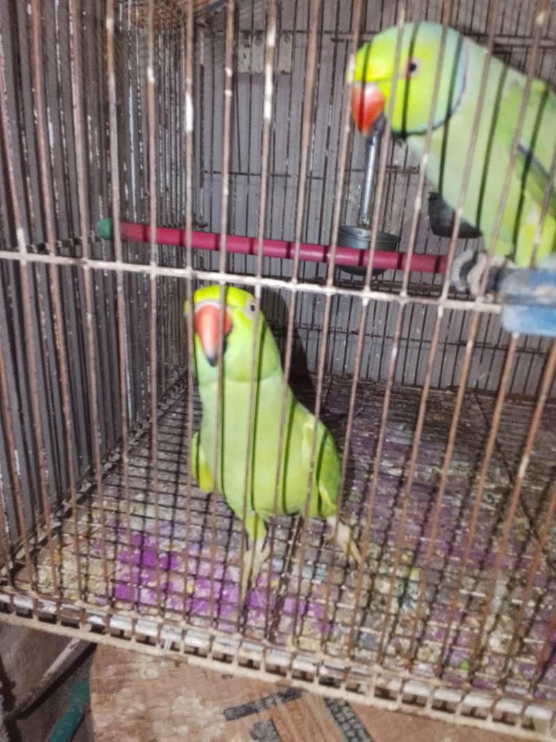 Talking Ringneck Pair 0