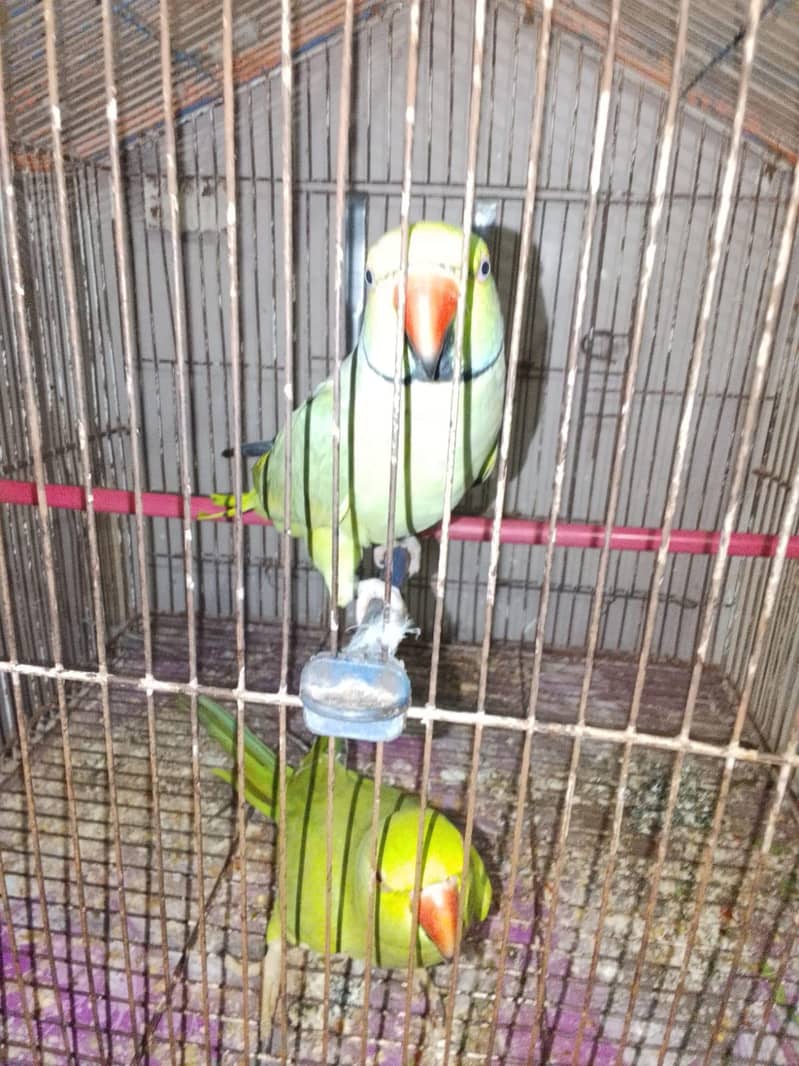 Talking Ringneck Pair 1