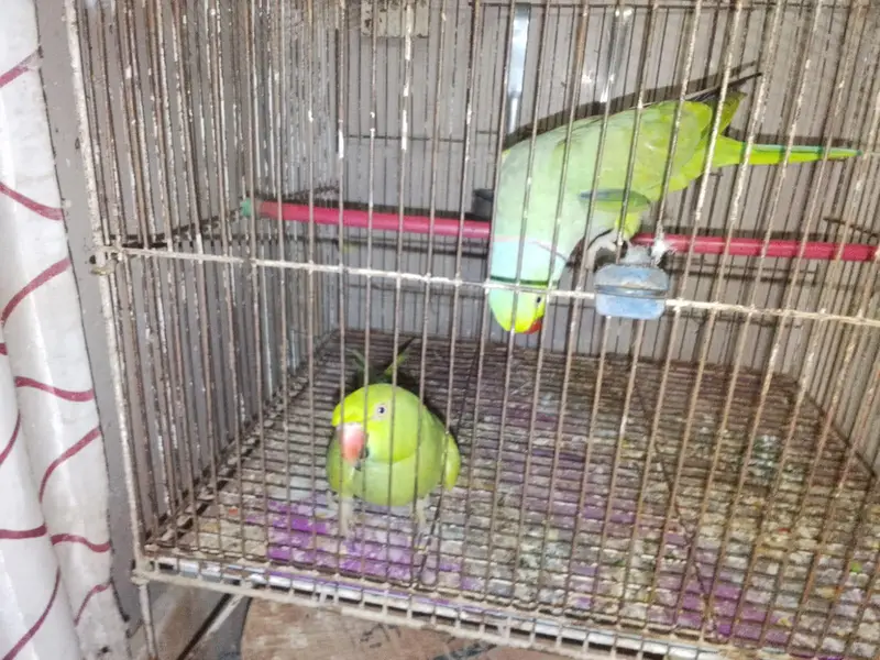 Talking Ringneck Pair — photo 3
