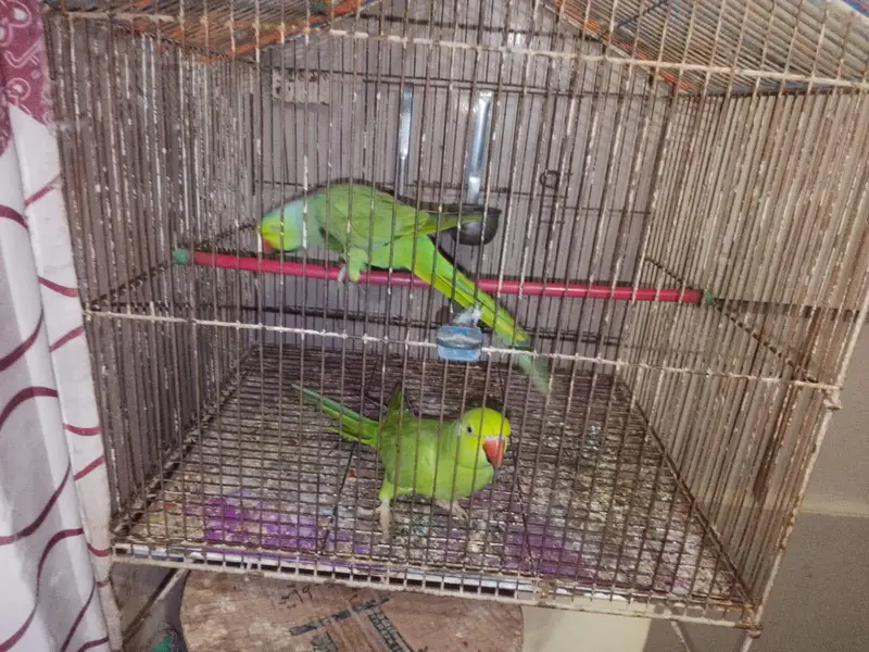 Talking Ringneck Pair — photo 4