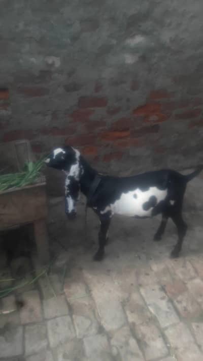 Desi Beetal Bakra Bacha WhatsApp 03498812940