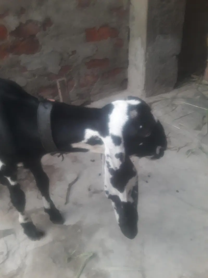 Desi Beetal Bakra Bacha WhatsApp 03494630682 — photo 6