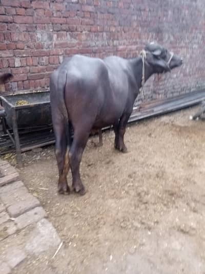 nili Ravi kata ha