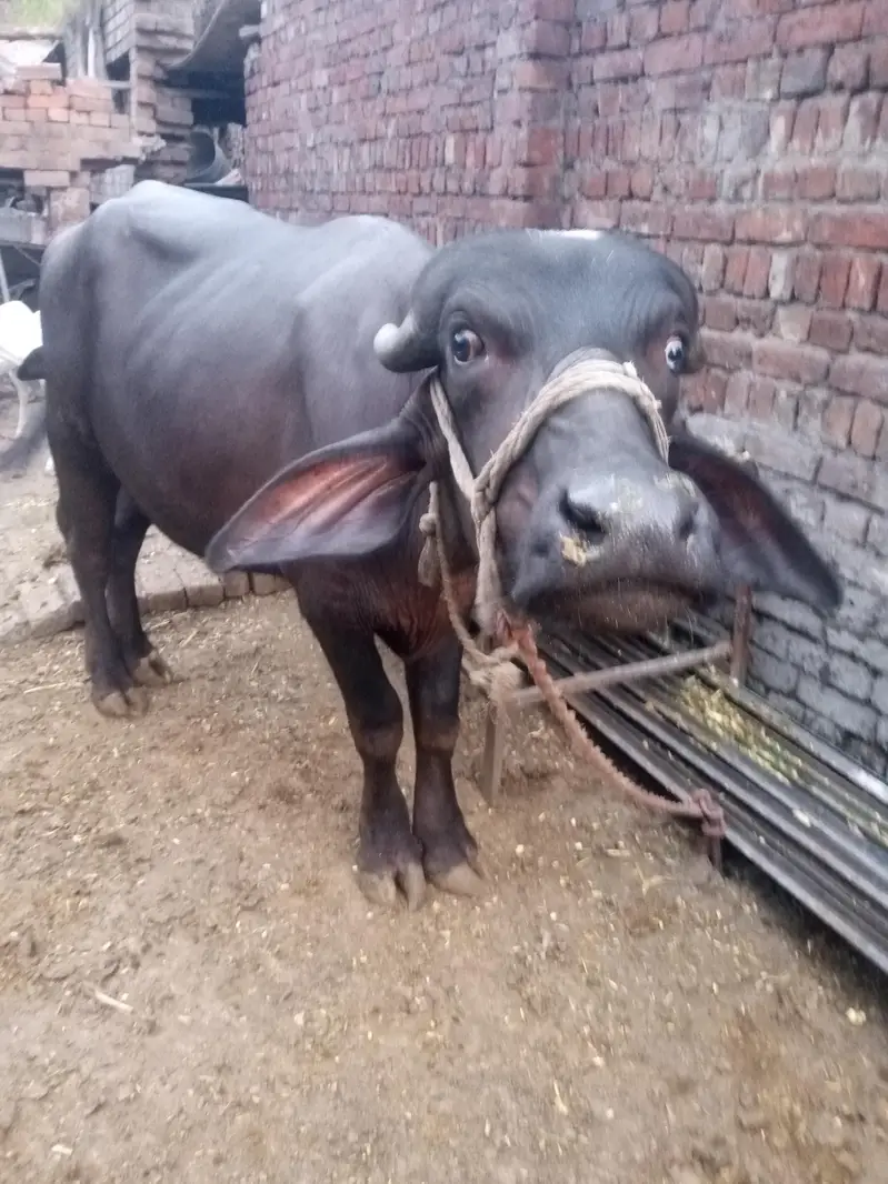 nili Ravi kata ha — photo 2