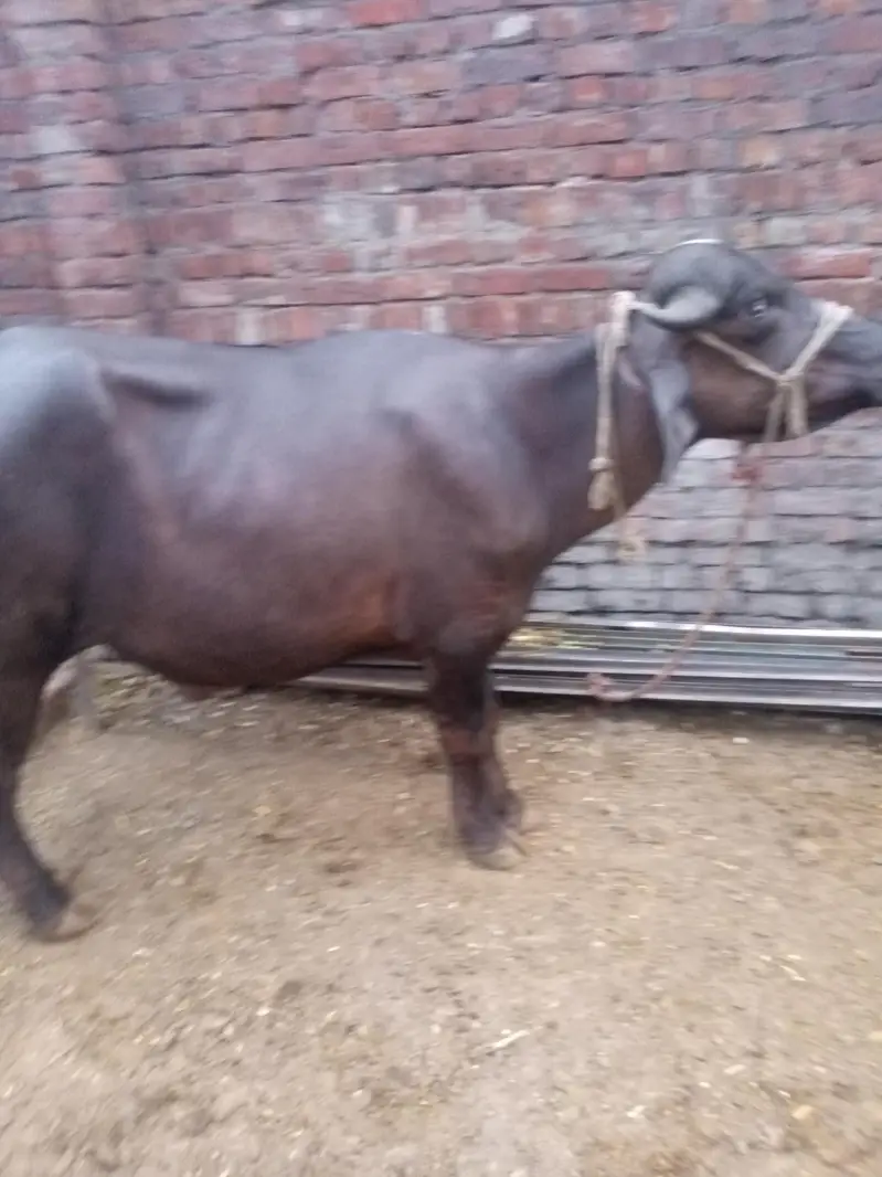 nili Ravi kata ha — photo 3