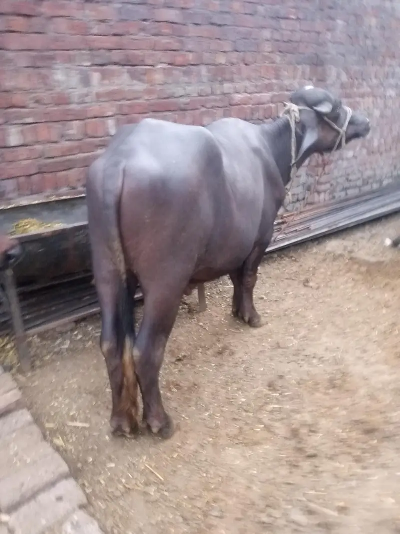 nili Ravi kata ha — photo 4