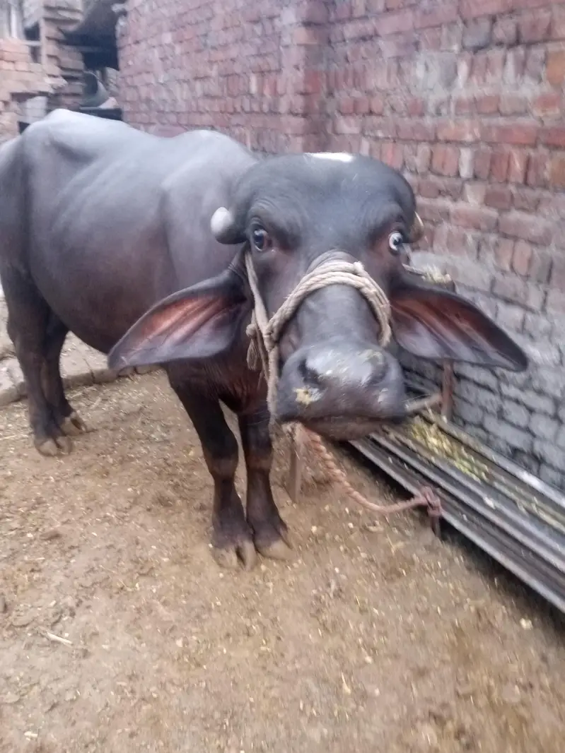 nili Ravi kata ha — photo 5