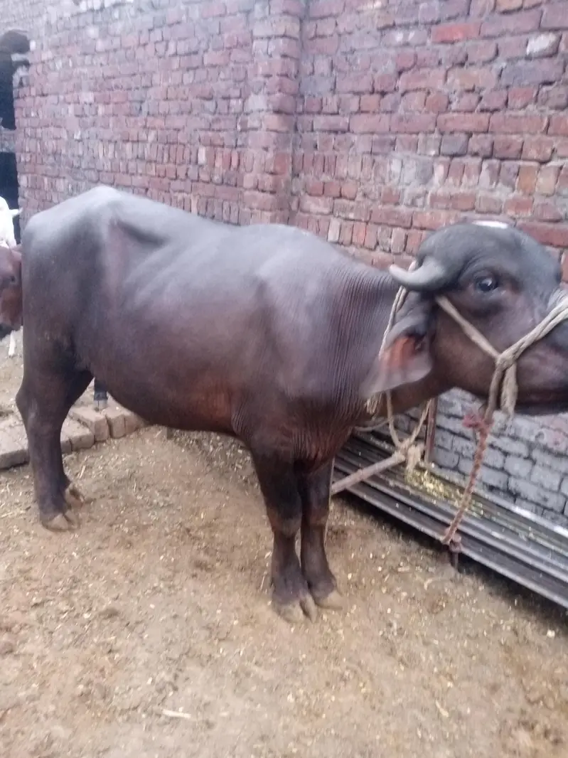 nili Ravi kata ha — photo 6
