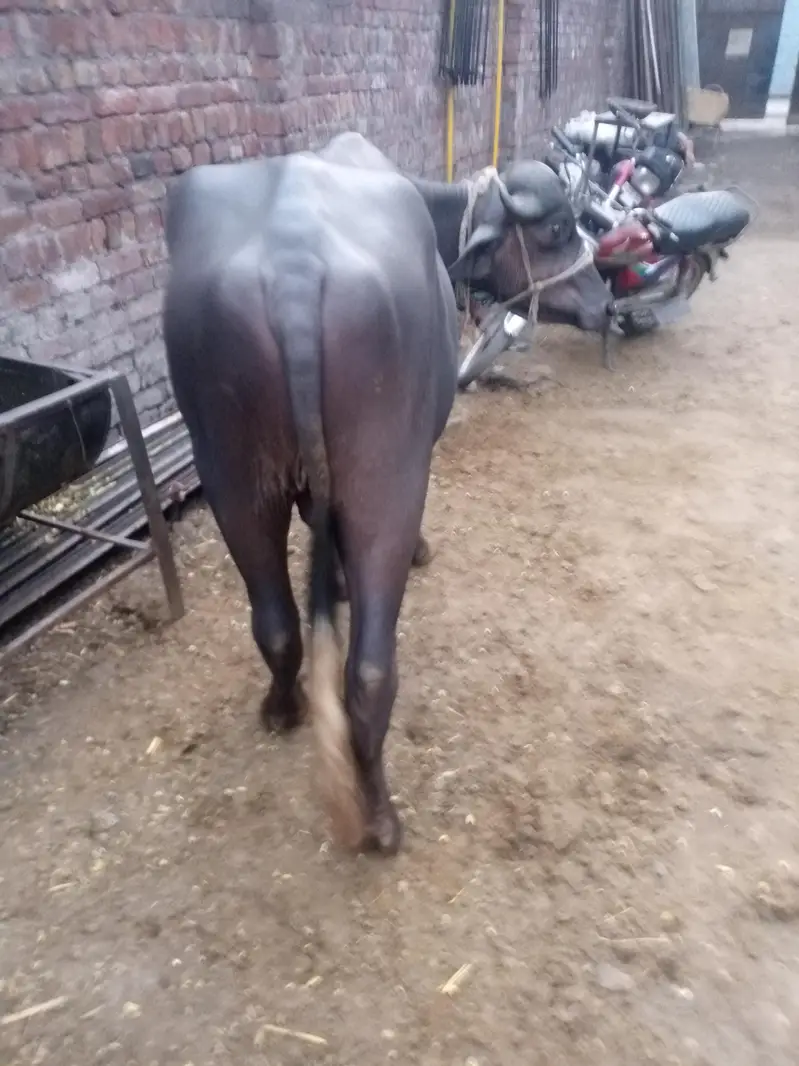 nili Ravi kata ha — photo 9