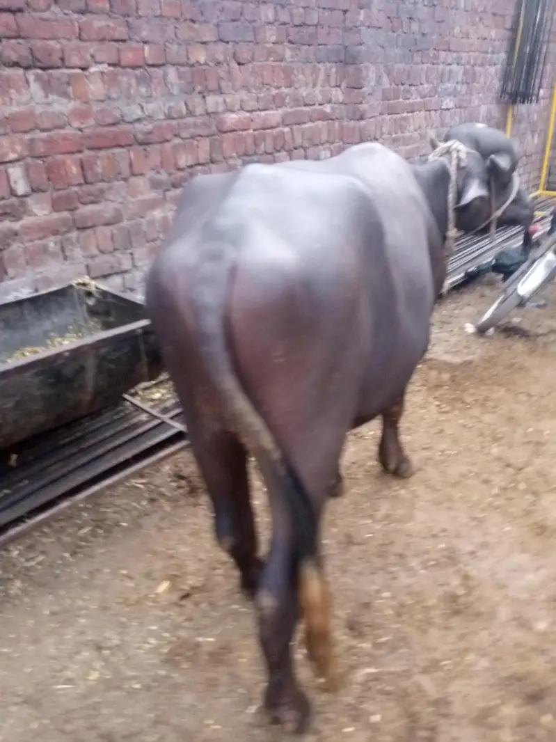 nili Ravi kata ha — photo 10