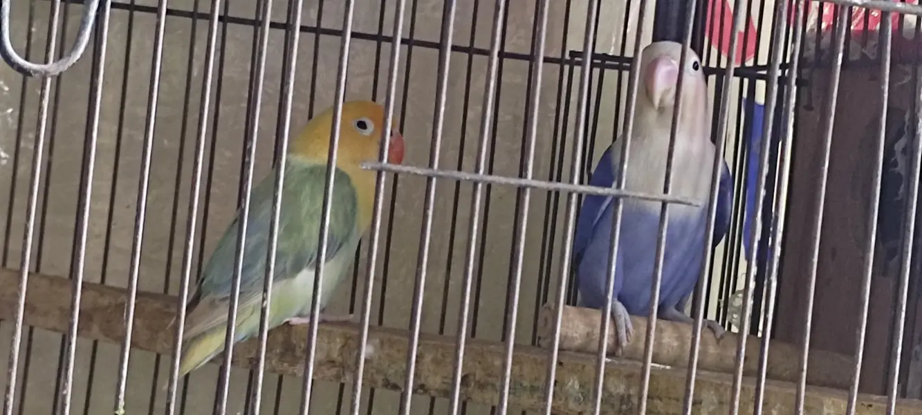 breeder pairs — photo 2