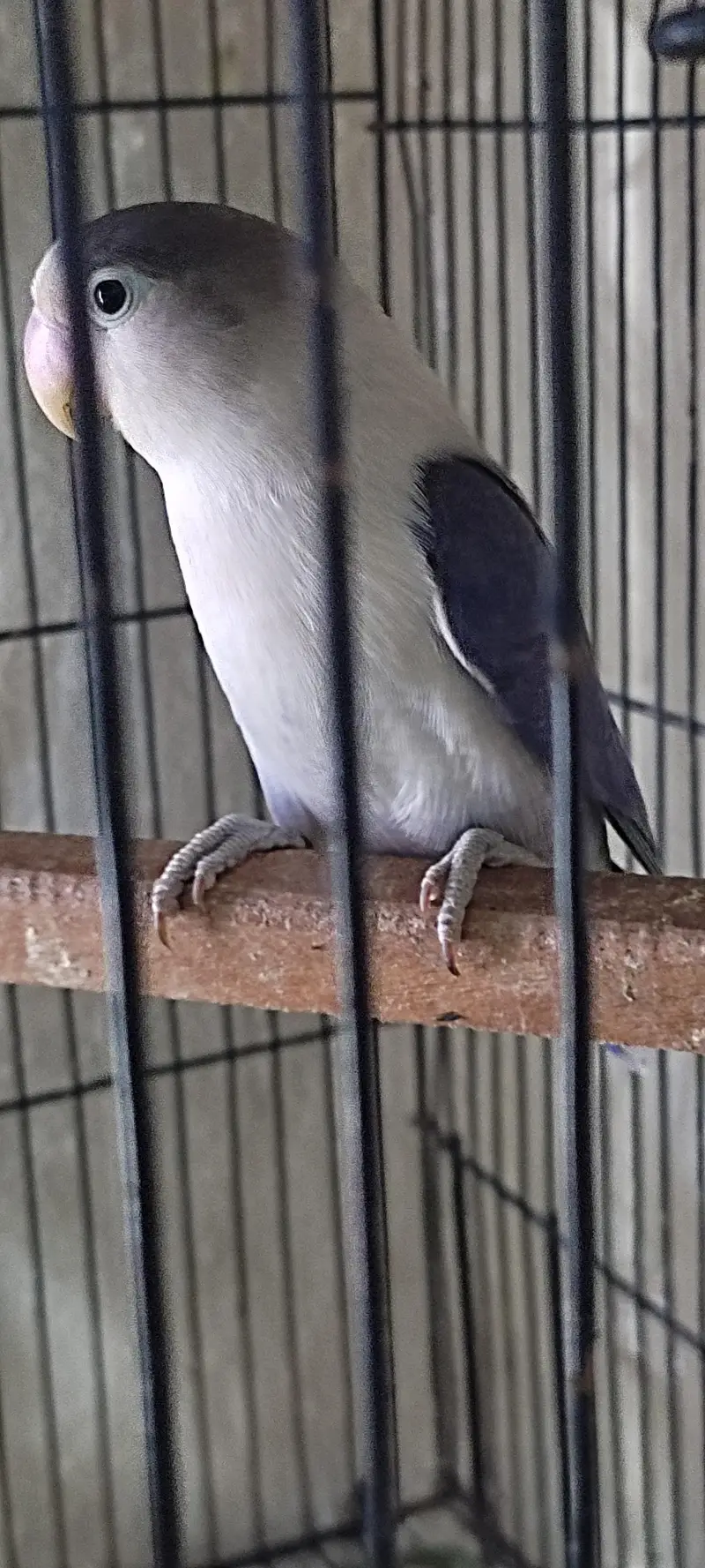 breeder pairs — photo 3
