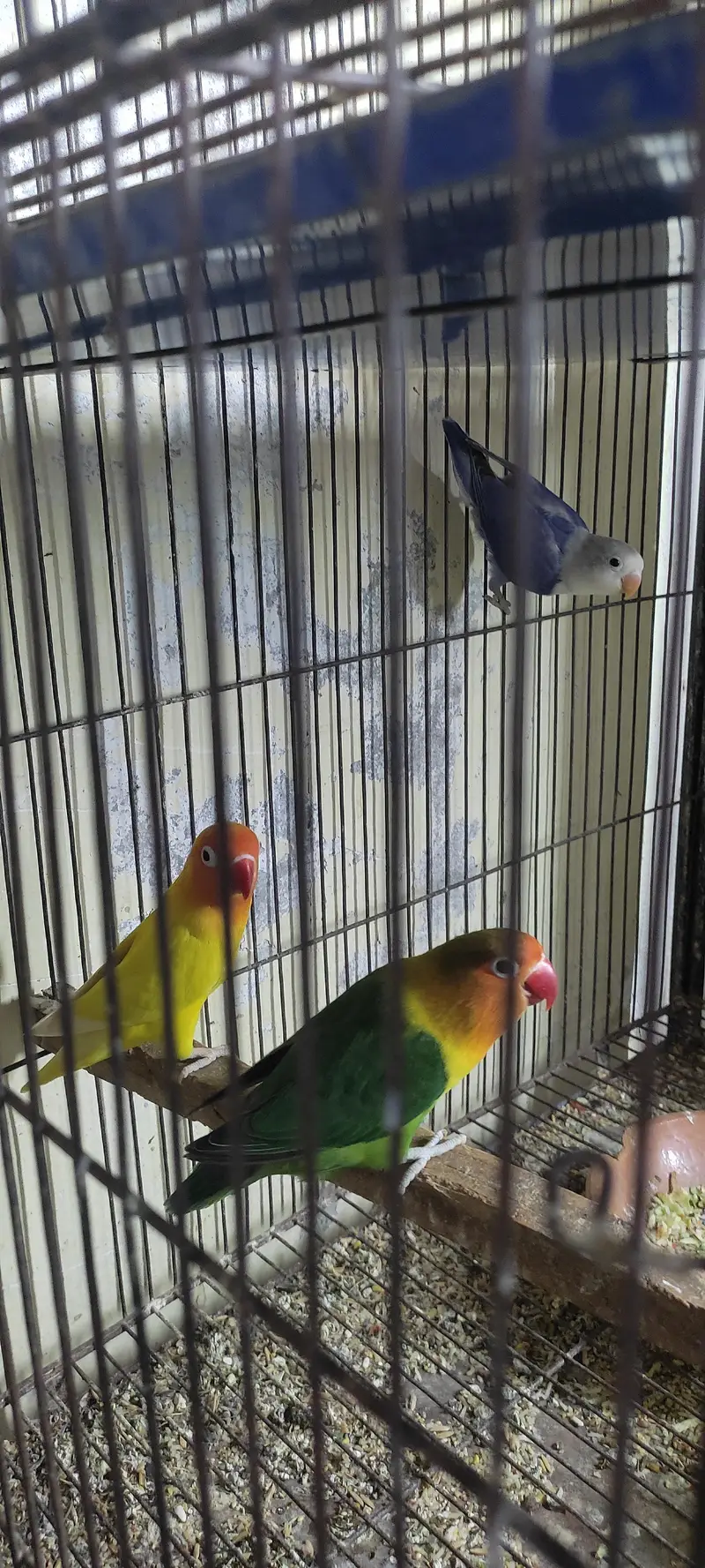 breeder pairs — photo 5