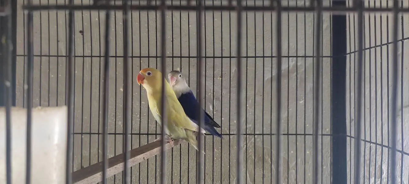 breeder pairs — photo 6