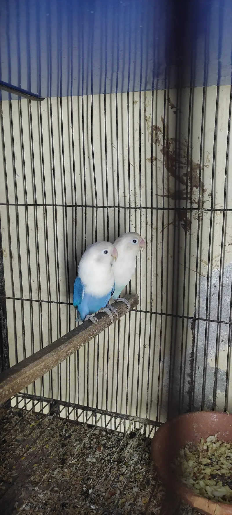 breeder pairs — photo 7
