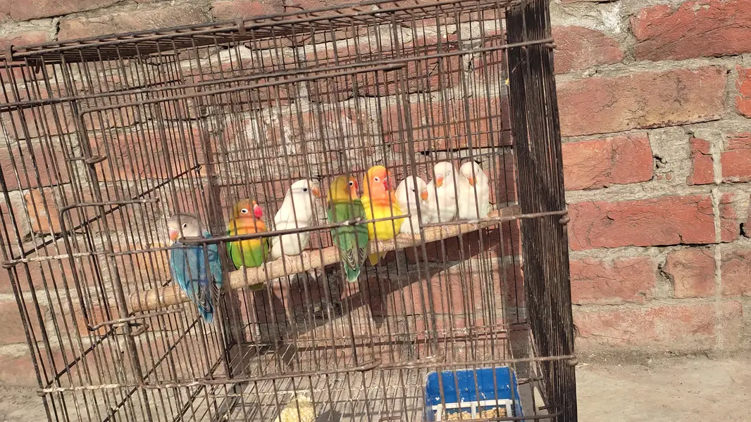 breeder pairs — photo 8