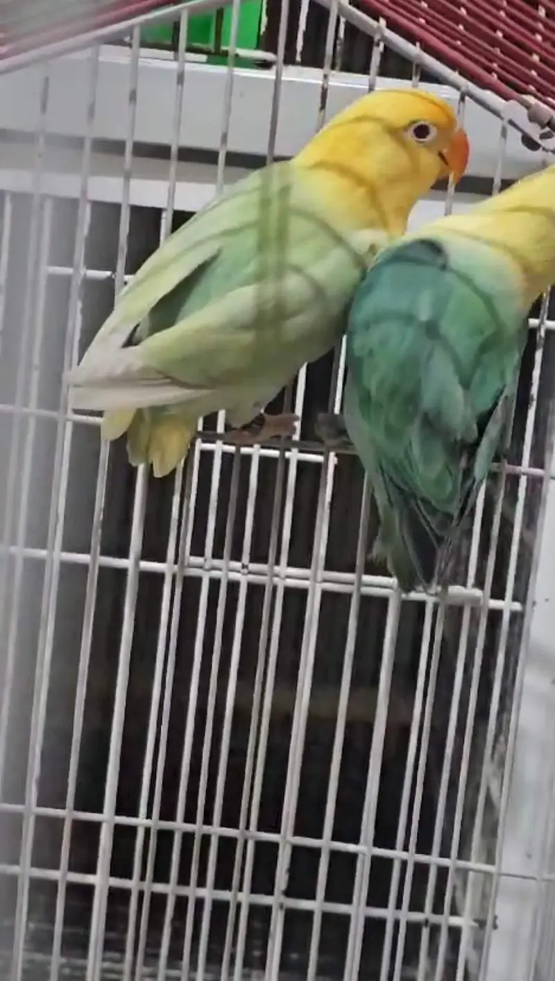 breeder pairs — photo 9