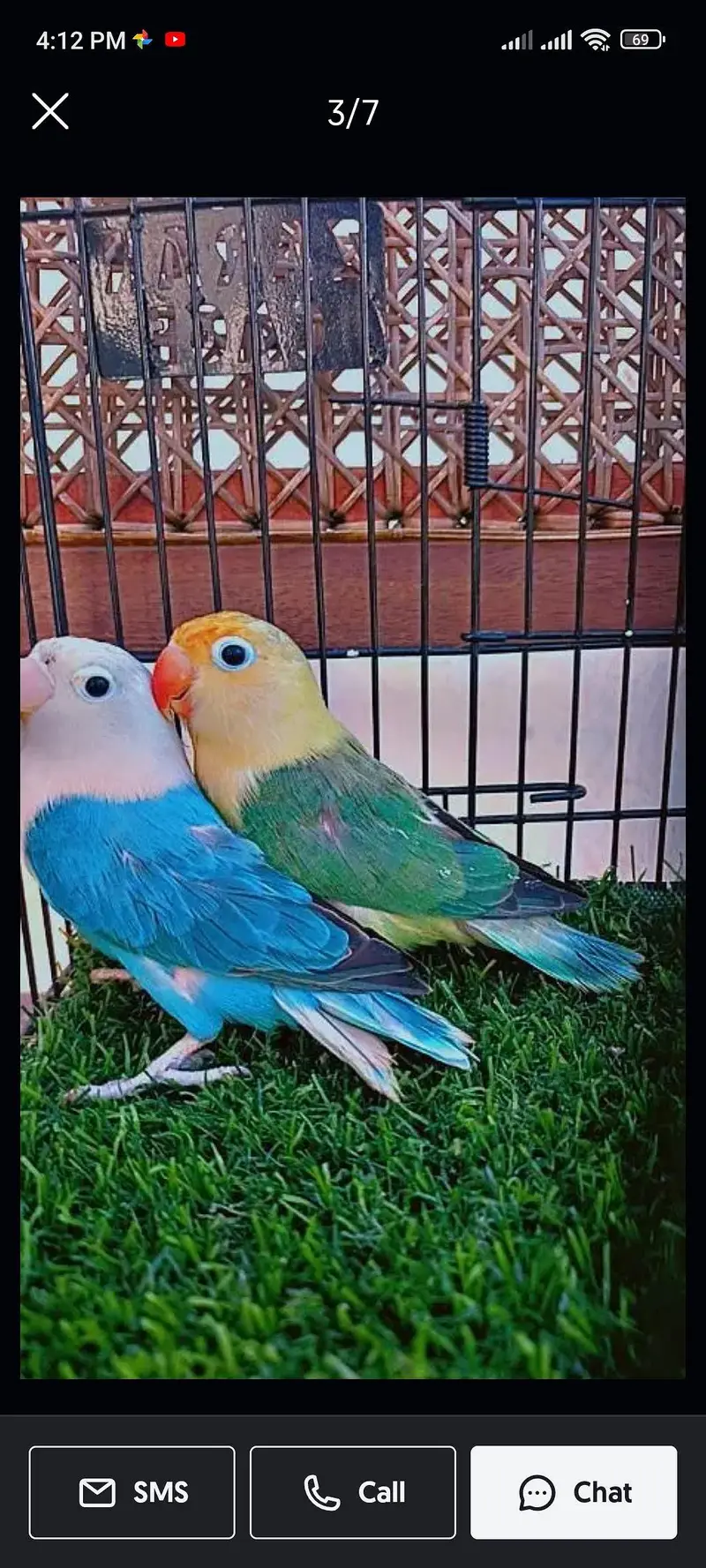 breeder pairs — photo 10