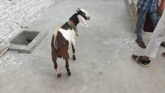 6 months goats