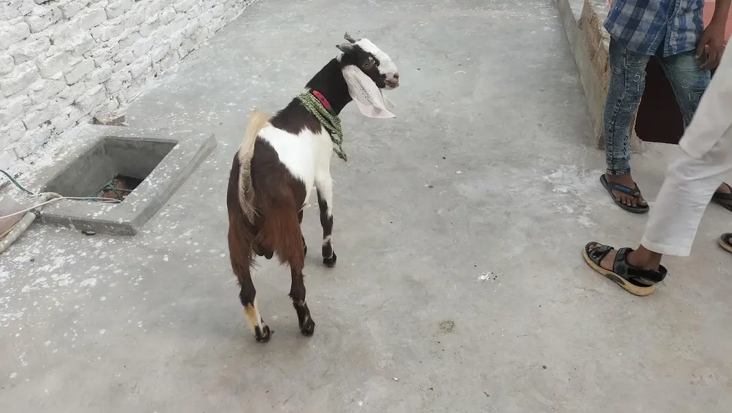 6 months goats