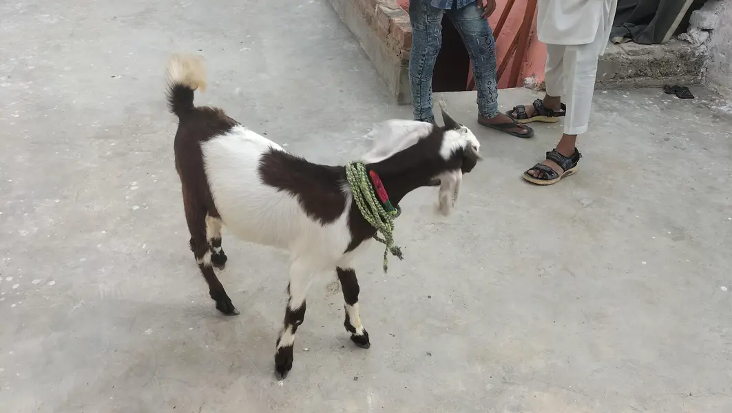 6 months goats — photo 2